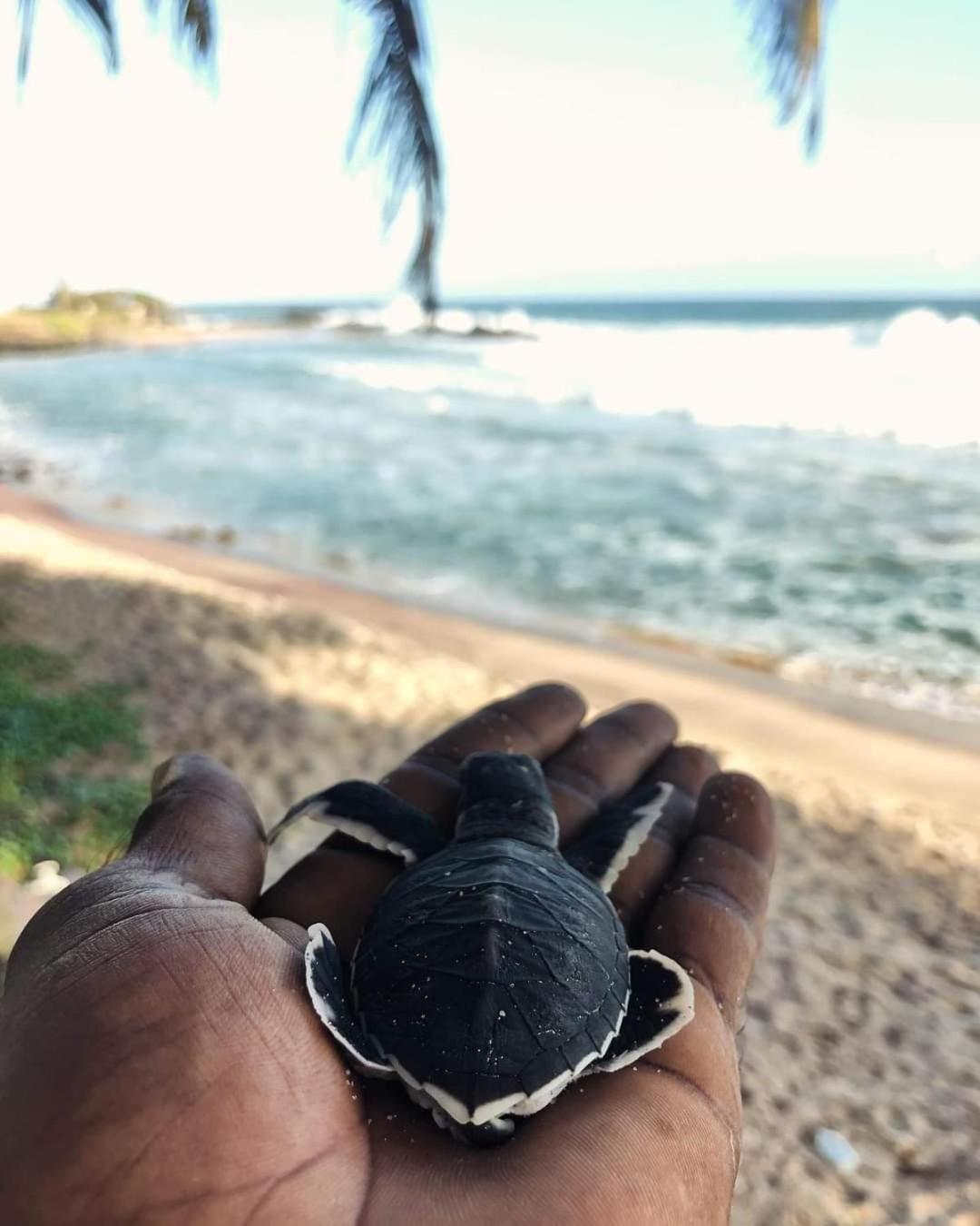 Hotel Jk House Turtle Point Dickwella Zewnętrze zdjęcie
