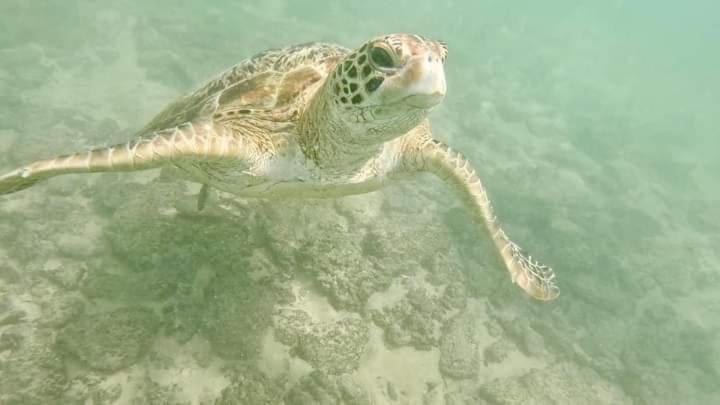Hotel Jk House Turtle Point Dickwella Zewnętrze zdjęcie